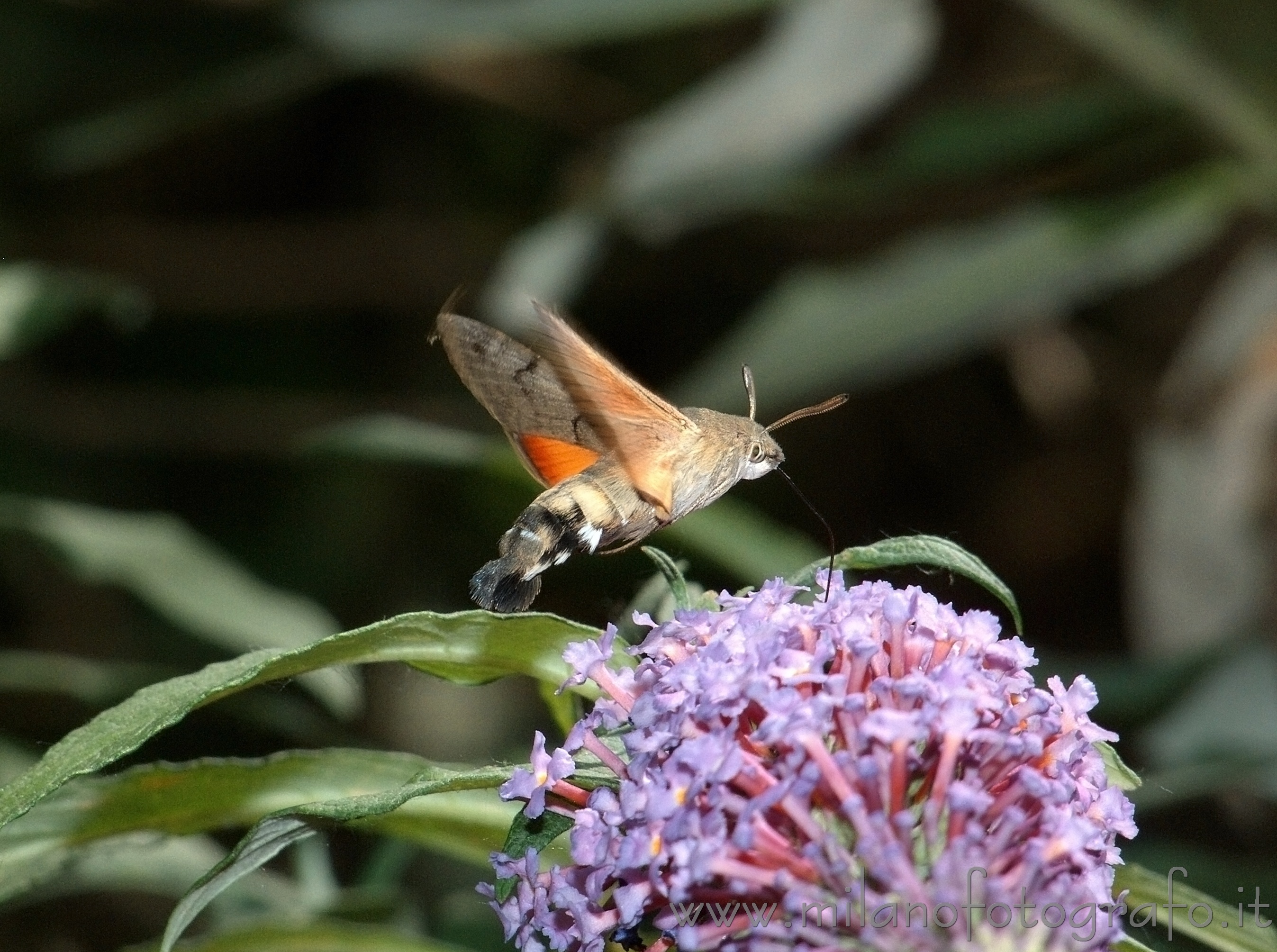 Cadrezzate (Varese, Italy) - Macroglossum stellatarum in flight at Buddleja flowers